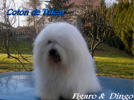 Coton de Tulear King-Karl COTON KING KARL