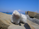 COTON DE TULEAR