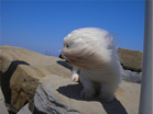 COTON DE TULEAR