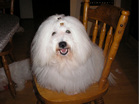 COTON DE TULEAR