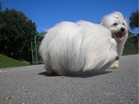 COTON DE TULEAR
