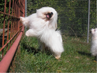 COTON DE TULEAR