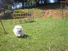 COTON DE TULEAR