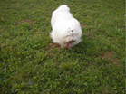 COTON DE TULEAR