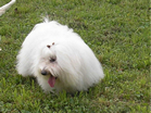 COTON DE TULEAR