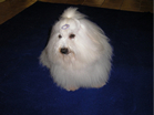 COTON DE TULEAR