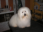 COTON DE TULEAR