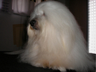 COTON DE TULEAR