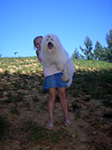 COTON DE TULEAR