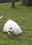 COTON DE TULEAR