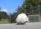 COTON DE TULEAR