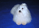 COTON DE TULEAR
