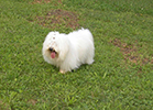 COTON DE TULEAR