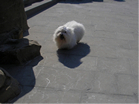 COTON DE TULEAR