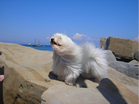 COTON DE TULEAR