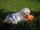 COTON DE TULEAR
