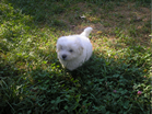 COTON DE TULEAR