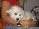 COTON DE TULEAR