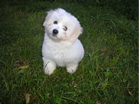 COTON DE TULEAR