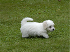 COTON DE TULEAR