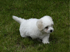 COTON DE TULEAR