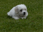 COTON DE TULEAR