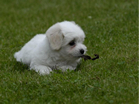 COTON DE TULEAR
