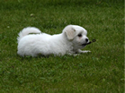 COTON DE TULEAR