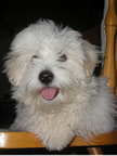 COTON DE TULEAR