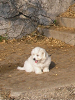 COTON DE TULEAR