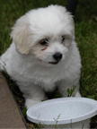 COTON DE TULEAR