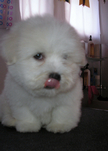 COTON DE TULEAR