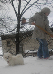 COTON DE TULEAR