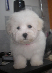 COTON DE TULEAR