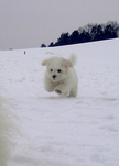 COTON DE TULEAR