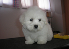 COTON DE TULEAR