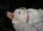 COTON DE TULEAR