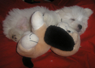 COTON DE TULEAR