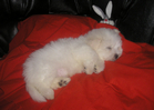 COTON DE TULEAR