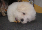 COTON DE TULEAR