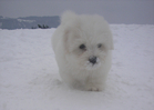 COTON DE TULEAR