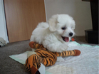 COTON DE TULEAR