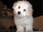 COTON DE TULEAR