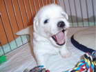 COTON DE TULEAR