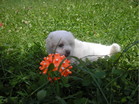 COTON DE TULEAR