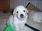 COTON DE TULEAR