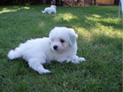 COTON DE TULEAR