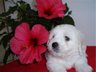 COTON DE TULEAR