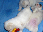 COTON DE TULEAR
