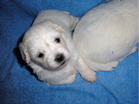 COTON DE TULEAR